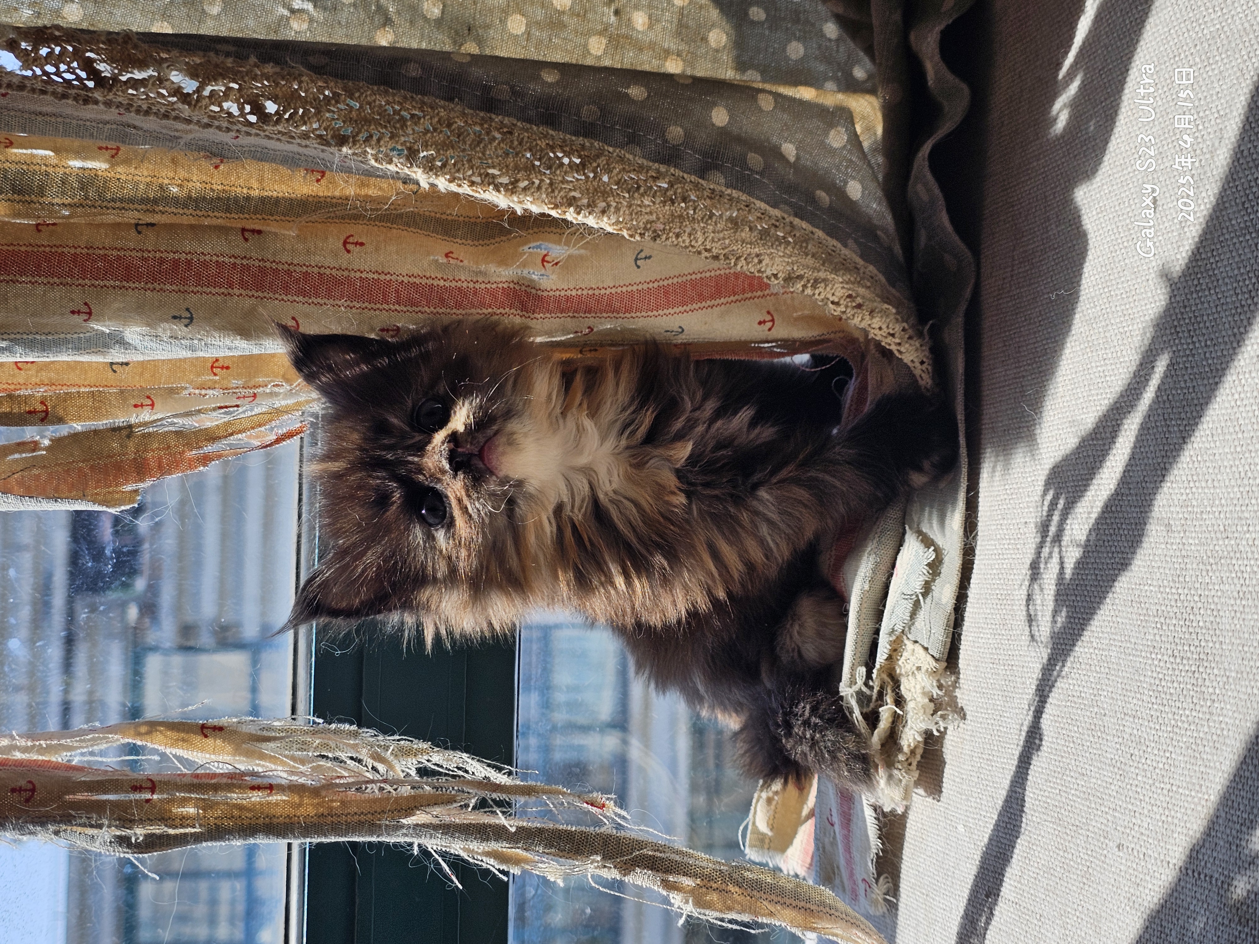 缅因猫 满月照合集